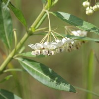 Gomphocarpus physocarpus E.Mey.